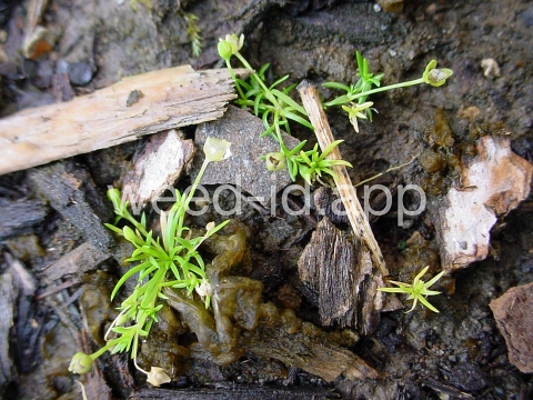 pearlwort, birdseye